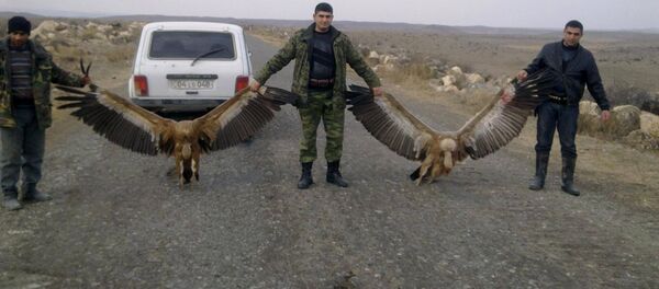 Охотники пристрелили белоголовых грифов - Sputnik Армения