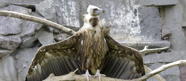 Белоголовый сип - Sputnik Армения