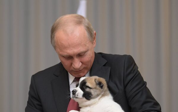 Թուրքմենստանի նախագահը Վլադիմիր Պուտինին ալաբայ ցեղատեսակի շան ձագ է նվիրել - Sputnik Արմենիա