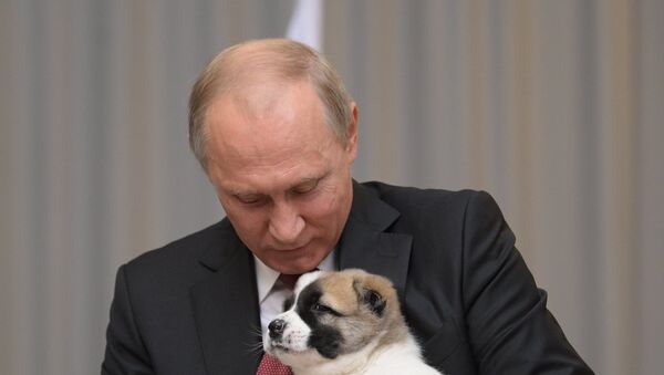 Президент РФ В. Путин с щенком алабая - Sputnik Армения