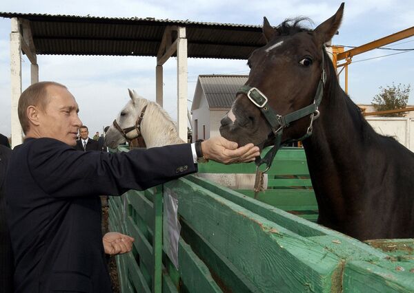 Президент России Владимир Путин во время посещения животноводческого комплекса агрофирмы Николаевская в Саратовской области - Sputnik Армения