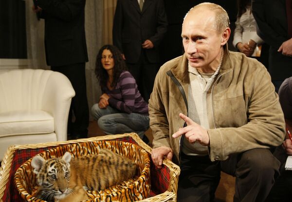 Владимир Путин познакомил журналистов с подаренным ему тигренком - Sputnik Армения