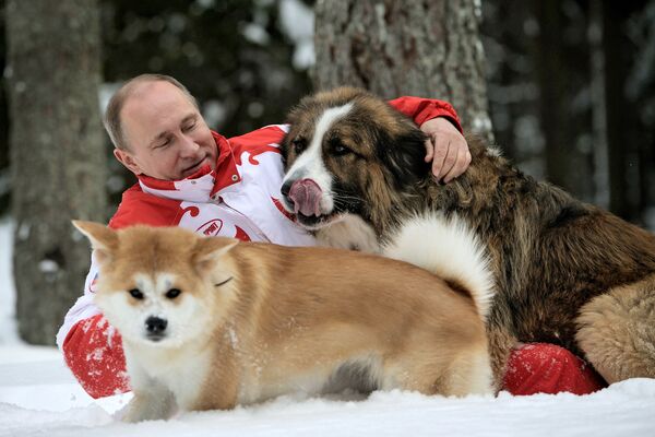 ՌԴ նախագահ Վլադիմիր Պուտինը Բաֆֆի և Յումե շների հետ Մոսկովյան շրջանում զբոսնելիս։ Բաֆֆին բուլղարական հովվաշուն է։ Յումեն ակիտա–ինու ցեղատեսակի շուն է։ - Sputnik Արմենիա