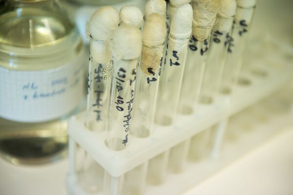 Конспирология, говорите?! Зачем американцам биолаборатории на Кавказе и в Центральной Азии Конспирология, говорите?! Зачем американцам биолаборатории на Кавказе и в Центральной Азии - Sputnik Армения