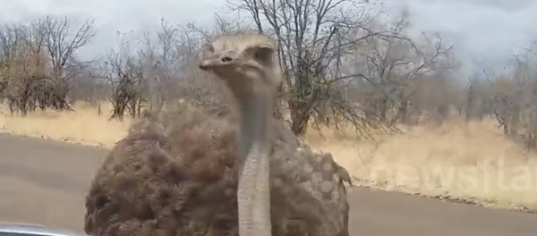 Страус - Sputnik Армения