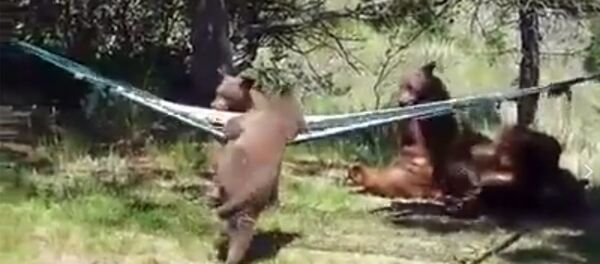 Медведи резвятся в лесу Медведи резвятся в лесу - Sputnik Արմենիա