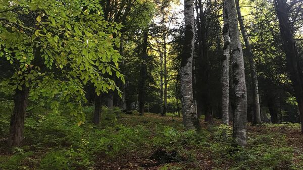 Ազգային պարկ - Sputnik Արմենիա