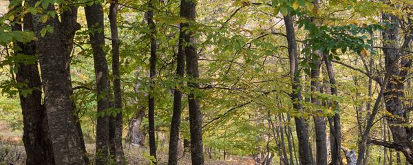 Дилижанский национальный парк, Армения Дилижанский национальный парк, Армения - Sputnik Արմենիա