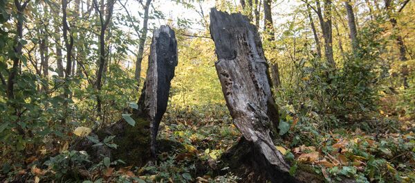 Дилижанский национальный парк, Армения Дилижанский национальный парк, Армения - Sputnik Армения