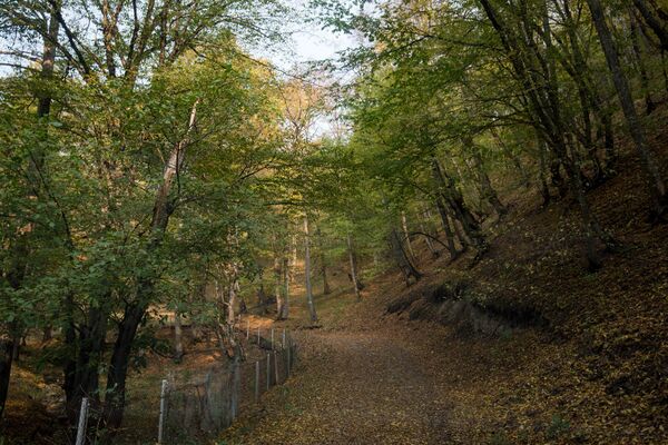 Дилижанский национальный парк, Армения - Sputnik Армения