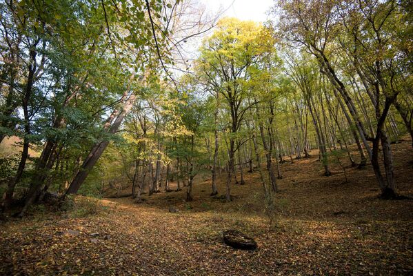 Среди лесов заповедника, основными являются леса из дуба, бука, граба; а также березово-буковые редколесья, тисовая роща. - Sputnik Армения