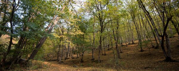 Дилижанский национальный парк, Армения Дилижанский национальный парк, Армения - Sputnik Армения