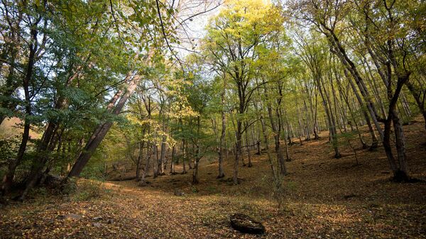 В Армении набирает обороты процесс аренды лесных угодий: за 2 года заключено 235 договоров