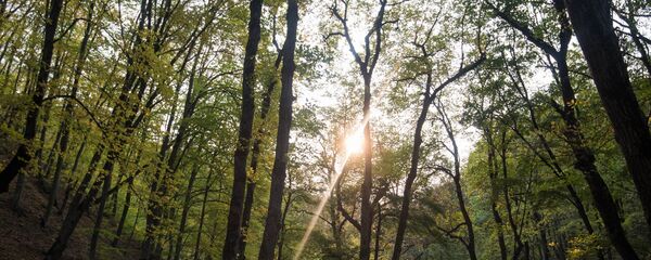 Дилижанский национальный парк, Армения Дилижанский национальный парк, Армения - Sputnik Արմենիա