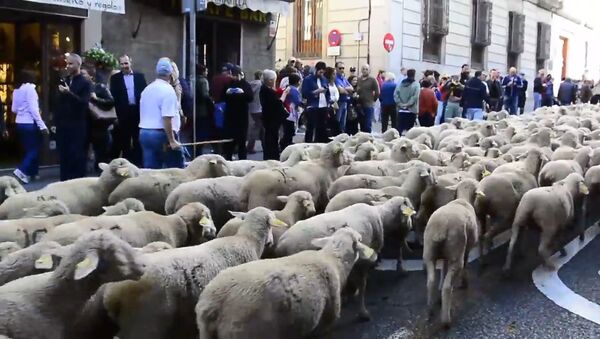 Несколько тысяч овец прошли по улицам Мадрида - Sputnik Армения