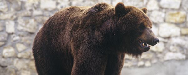 Бурый медведь Бурый медведь - Sputnik Արմենիա