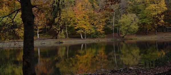 Скрытые красоты Дилижанского леса - Sputnik Армения