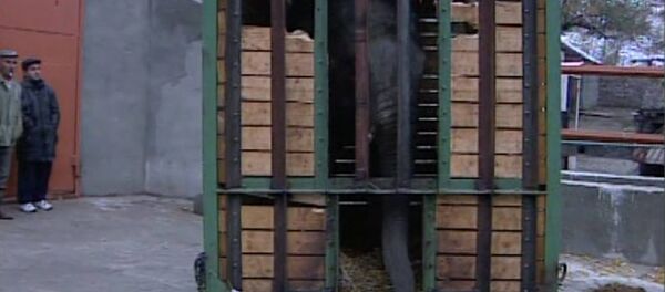 Слон Эльбрус прилетел в Ереван из Москвы и превратился в Гранда - Sputnik Армения