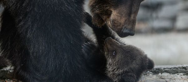 Бурая медведица с медвежонком. Архивное фото. - Sputnik Армения