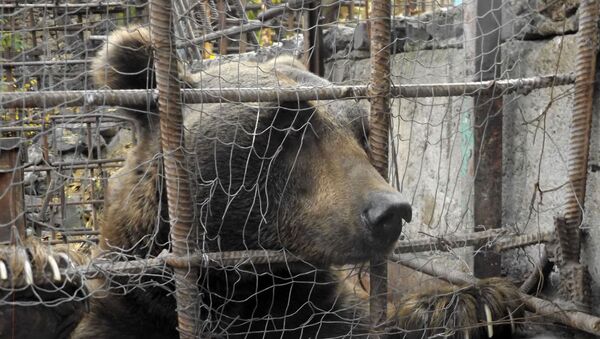 Освобождение медведя - Sputnik Армения