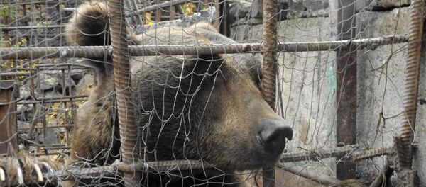 Освобождение медведя Освобождение медведя - Sputnik Արմենիա