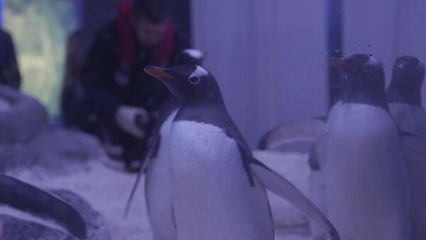 СПУТНИК_Пингвины хинду в лондонском аквариуме - Sputnik Արմենիա