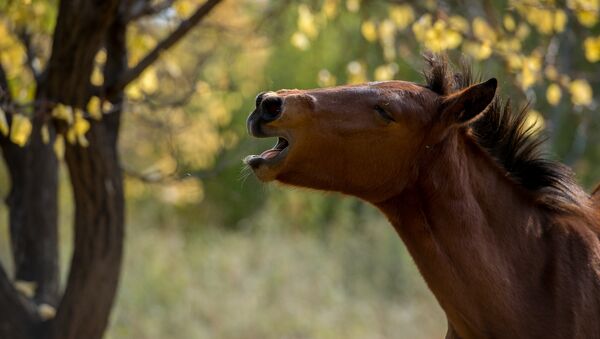 Лошадь в деревне - Sputnik Արմենիա