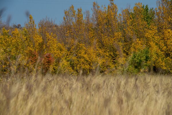 Осень в Армении. Деревья переливаются всеми цветами радуги. - Sputnik Армения