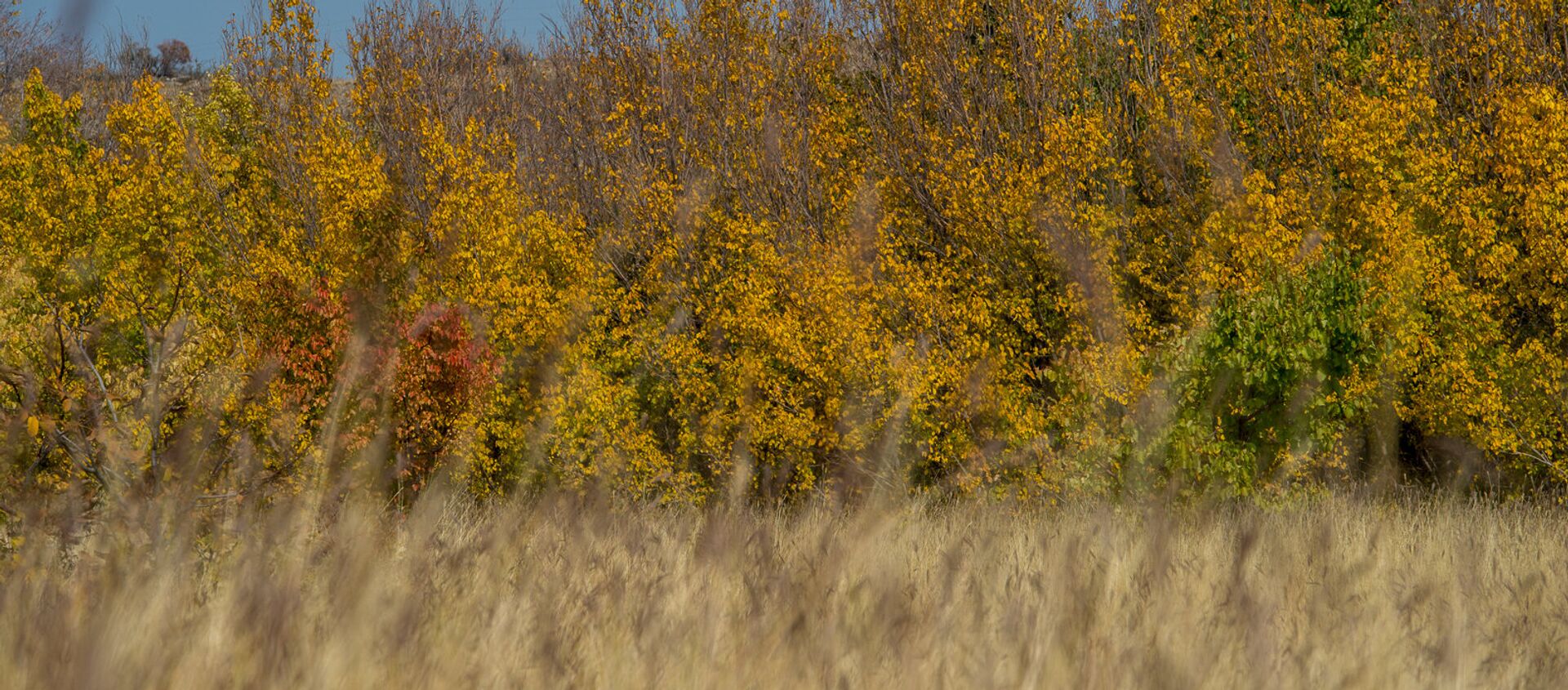 Осень в Армении. Деревья переливаются всеми цветами радуги. - Sputnik Արմենիա, 1920, 06.07.2021