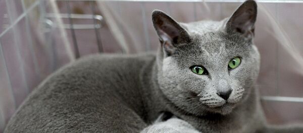 Выставка ИнфоКот Выставка ИнфоКот - Sputnik Արմենիա