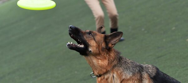 Соревнования по кинологическому многоборью во Владивостоке - Sputnik Армения