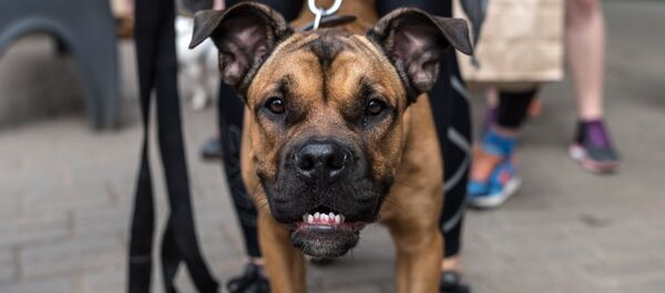 Пушистый забег Пушистый забег - Sputnik Армения