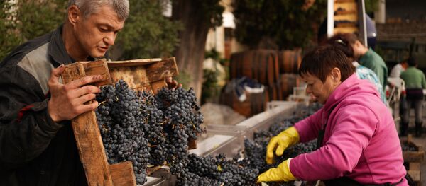 виноград - Sputnik Армения