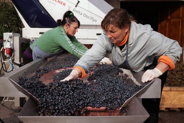 Переработка винограда на винодельческом предприятии Массандра в Крыму. - Sputnik Армения