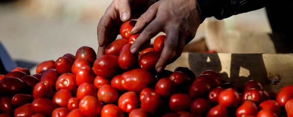 Помидоры на сельскохозяйственной ярмарке Помидоры на сельскохозяйственной ярмарке - Sputnik Արմենիա