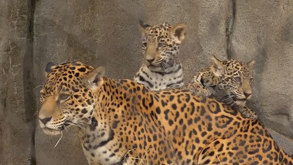 Детеныши ягуара в зоопарке Хьюстона - Sputnik Армения