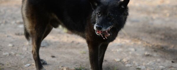 Бездомные собаки на улицах Великого Новгорода - Sputnik Армения