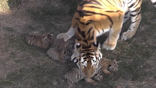 Амурские тигрята родились в парке Тайган в Крыму - Sputnik Армения