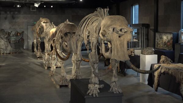Скелеты “семьи” мамонтов, найденные в Сибири, уйдут с молотка - Sputnik Արմենիա