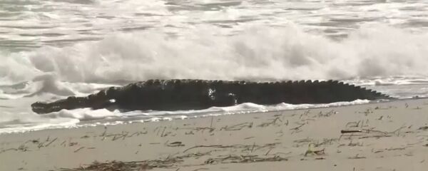 Крокодил длиной около 1,8 м был замечен на пляже во Флориде - Sputnik Армения