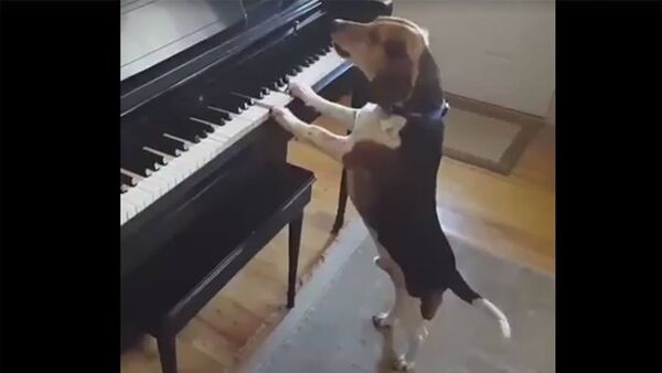 Талантливый пес не только играет на фортепиано, но и поет - Sputnik Армения