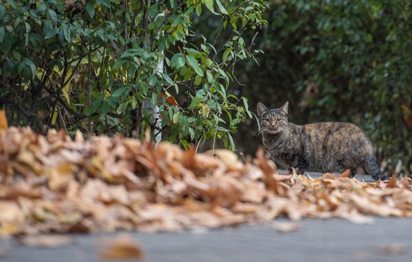 Осень в Ереване Осень в Ереване - Sputnik Արմենիա