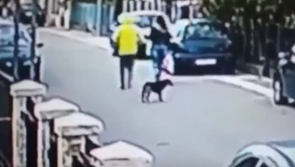 В Черногории уличный пес спас женщину от грабителя - Sputnik Армения