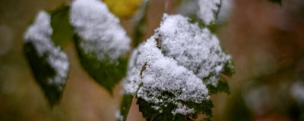 Снег и листик - Sputnik Армения