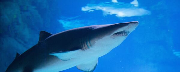 Акула - Sputnik Армения