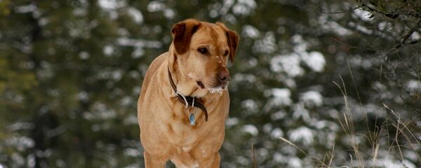 Лабрадор Лабрадор - Sputnik Արմենիա