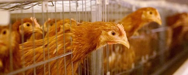 Работа птицефабрики Гурьевская в Калининградской области. - Sputnik Армения