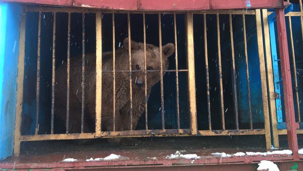 Перевозка медведя из гюмрийского ресторана в ереванский зоопарк - Sputnik Արմենիա