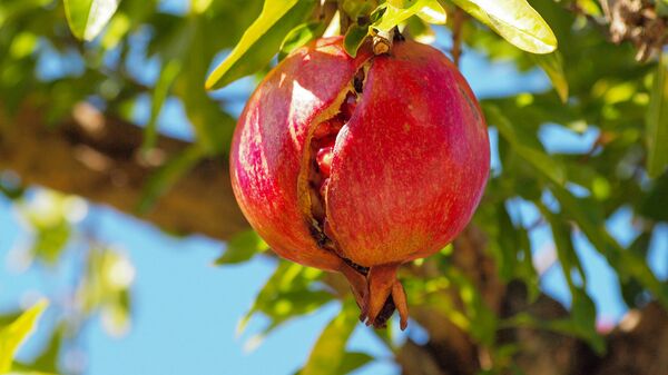 Ի՞նչ է կատարվում օրգանիզմում, երբ նուռ ենք ուտում - Sputnik Արմենիա