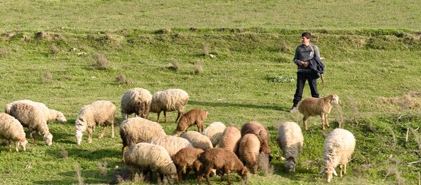 Юный пастух пасет стадо баранов. Архивное фото Юный пастух пасет стадо баранов. Архивное фото - Sputnik Արմենիա